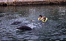 dolphin2