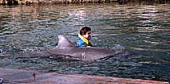 dolphin4