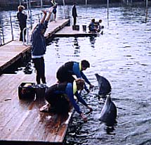 dolphin7