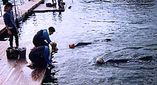 dolphin8