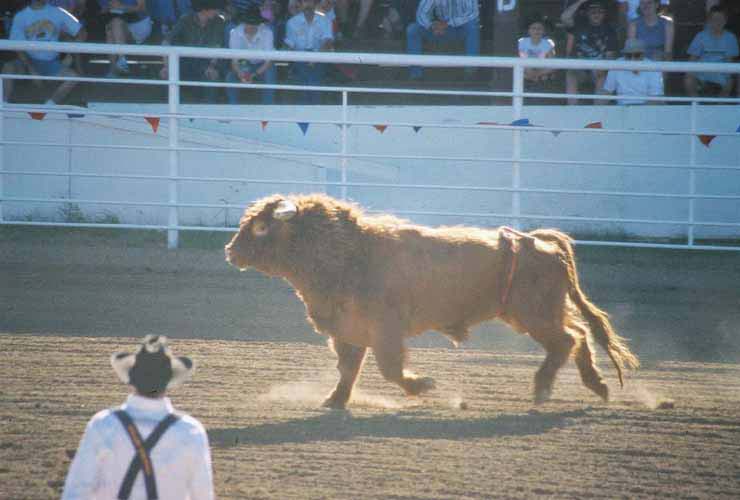 BullRiding06