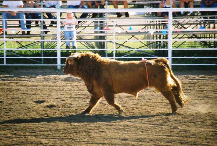 BullRiding07