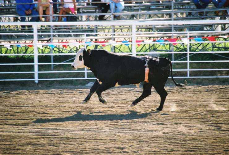 BullRiding14