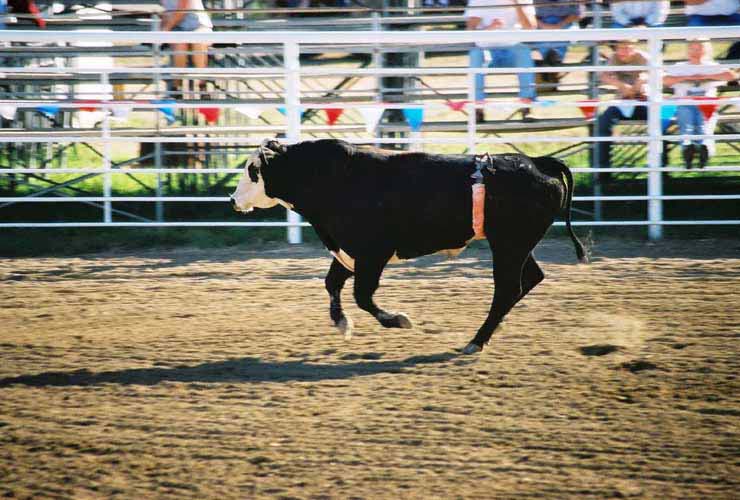 BullRiding15