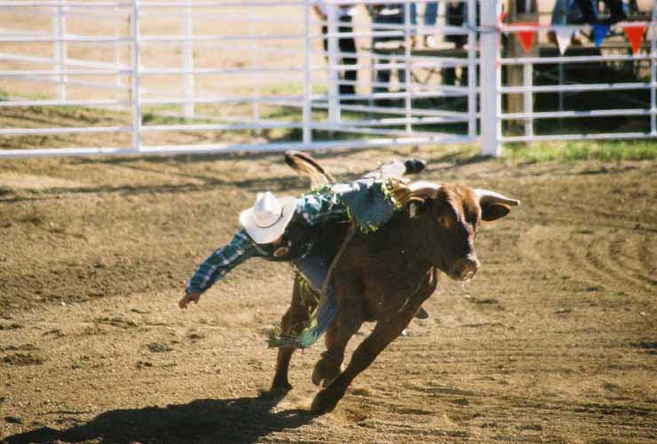 BullRiding25