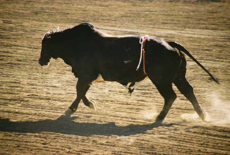 BullRiding37