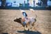 BullRiding08