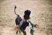 BullRiding10