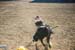 BullRiding11
