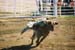 BullRiding25
