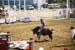BullRiding33