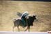 BullRiding34