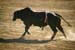 BullRiding37